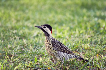Pájaro carpintero parado sobre pasto