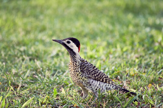 P&aacute;jaro carpintero parado sobre pasto