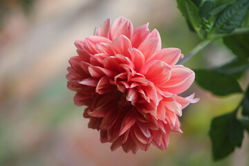 Flor
