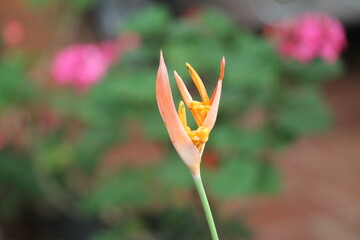 Flor