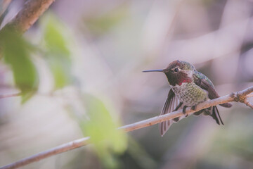 Anna's Hummingbird