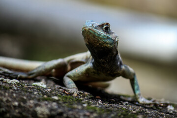 Lizard