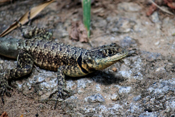 Lizard