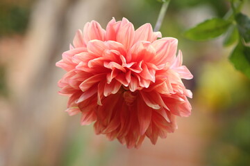 Flor
