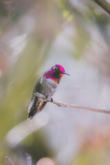 Anna's Hummingbird