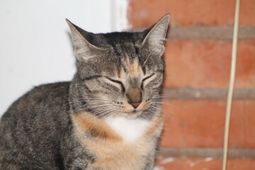 Gato