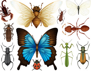 Different insects collection isolated on white background