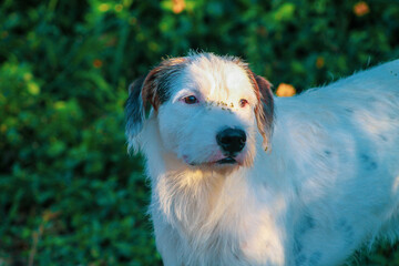 Perro