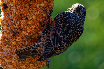 Common European Starling (Sturnus vulgaris) at a Bird Feeder
