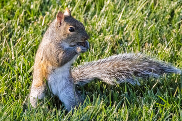 Obraz premium Squirrel with a Nut in its Mouth