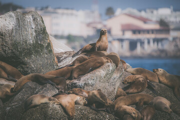 California Sea Lion.