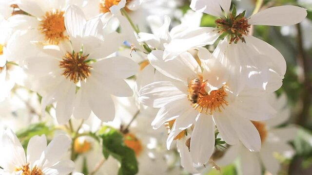 white flowers in spring