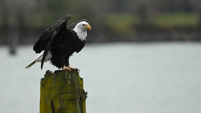 Bald Eagle (Haliaeetus leucocephalus) sitting on a tree and having some rest before the next hunting for salmon in Fraser Valley, British Columbia, Canada