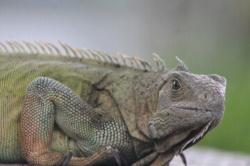 Iguana