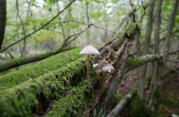 Small group of Mycena mushrooms growing on a branch of a fallen tree in the forest