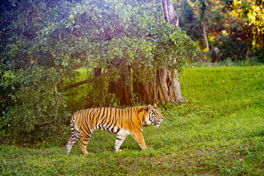 Beautiful tiger wildlife photography landscape green scene