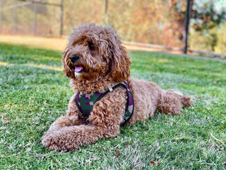 Cavapoo dog in the park, mixed -breed of Cavalier King Charles Spaniel and Poodle.