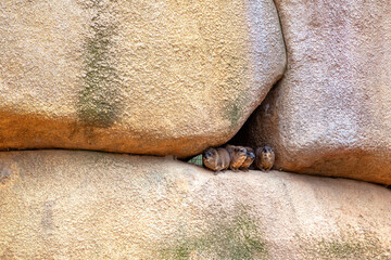 Rock daman animals standing between big stones