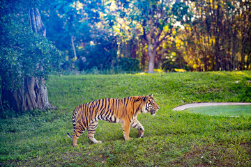 Majestic tiger in nature landscape wildlife photography