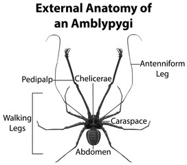 External Anatomy of an Amblypygi on white background