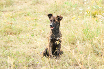 Homeless mongrel dog on a green lawn.