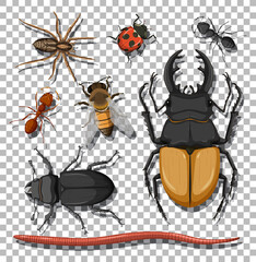 Fototapeta na wymiar Set of different insects on transparent background