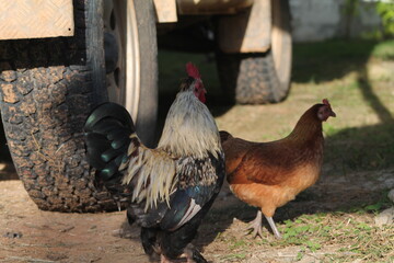 Gallina