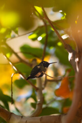 colibri  dentro de un árbol 