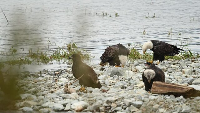 Bald Eagle (Haliaeetus leucocephalus) eating fish after a successful hunting for salmon in Fraser Valley, British Columbia, Canada