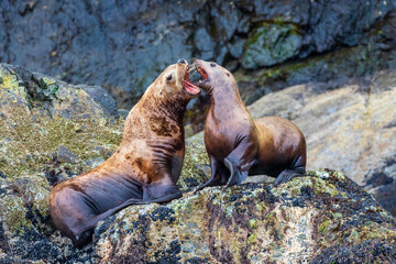 Fototapeta premium Male seal greeting female seal that has just climbed out of the ocean onto a rock in Kenai Fjords National Park, Alaska