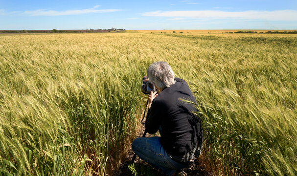 Photographer taking photos in a wheat field. Man Photographing a Field.