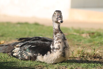 Pato