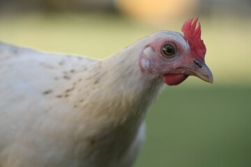 Pollito