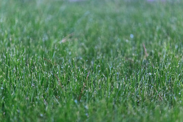 Empty green grass field ground