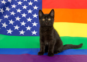 Adorable black kitten with yellow eyes sitting on American Rainbow Gay Pride flag, looking at viewer. © sheilaf2002