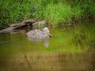 Herons In Green