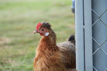 Gallina