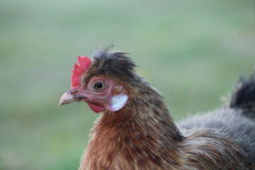 Gallina