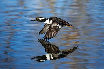 Drake Hooded merganser in flight