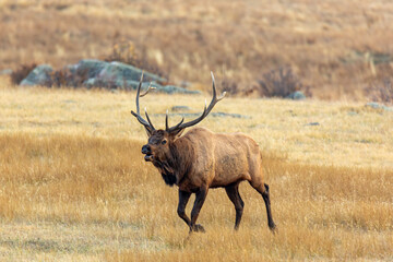 Rocky mountain bull elk during rut