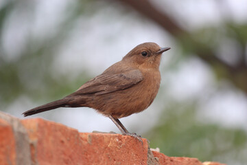 A Brown Rock Chat bird in a natural environment