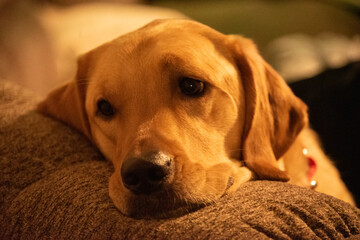 Dogs playing in December.