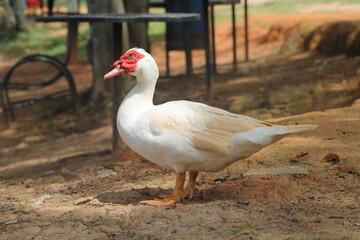 Pato