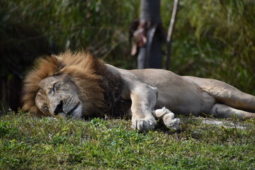 lion in the grass
