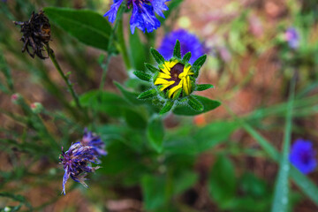 A strange looking yellow and green flower and blue flowers