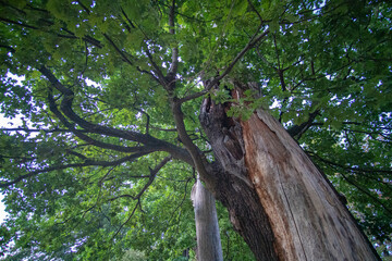 Beautiful tall two faced tree at amazing castle park charlottenburg in berlin germany