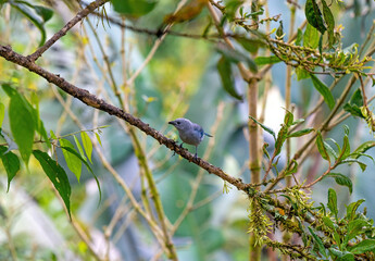 A blue grey tanager (Thraupis episcopus) in Mindo, Ecuador.