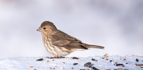 Birds in the backyard in December.