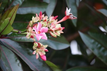 pink and white