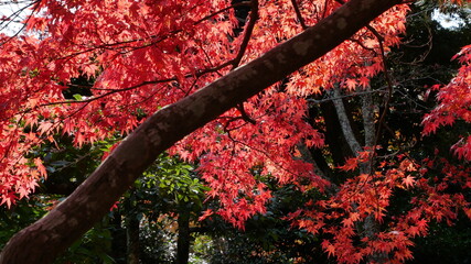 京都の美しい紅葉その３